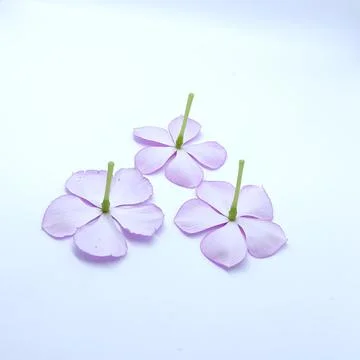 Upside down vinca flower Stock-Fotos