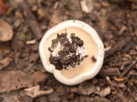 Upside down wild st george's mushroom foraging outside ground Stock Photos