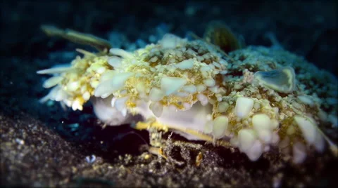 Upsite Down Jellyfish, close up Stock Footage 59893838