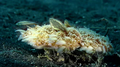 Upsite Down Jellyfish Stock Footage 59894133