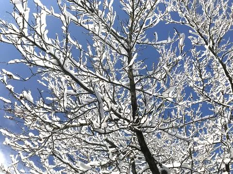 Upstate winter snow Stock-Fotos