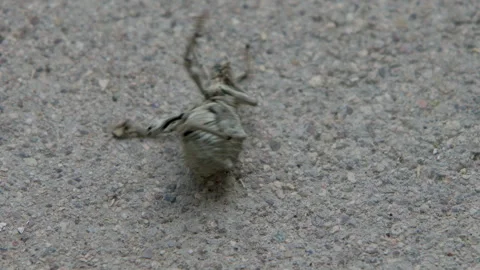 The upturned beetle Stock Footage 241239446