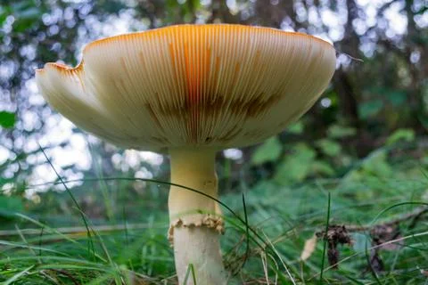 Upturned mushroom from below Stock Photos