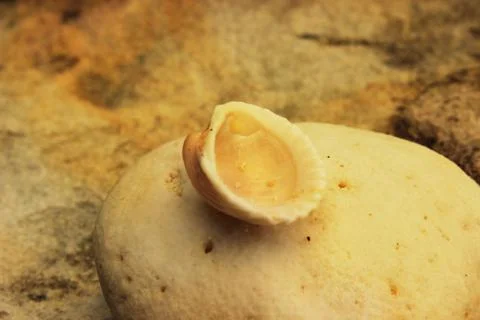 Upturned the snail shell on stone Stock Photos