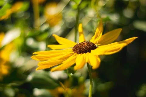 Upturned Sunflower Stock Photos