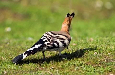 Upupa epops bird Foto stock