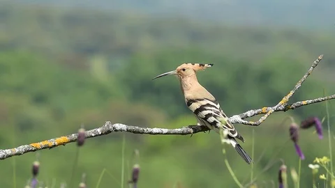 Upupa epops Stock Footage 95969937