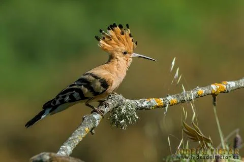 Upupa epops, hoopoe Stock Photos