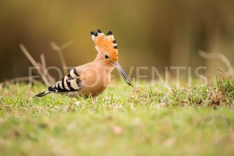 Upupa Epops Fotos Stock