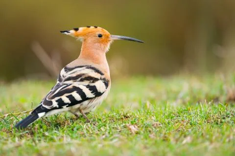 Upupa Epops Stock Photos