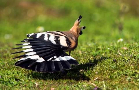 Upupa epops Foto stock