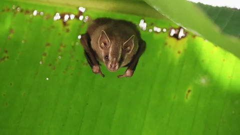 Upward 4k Close-up Of A Tent-making Bat Hanging Beneath A Large Rainforest Leaf Stock Footage 285857447