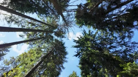 Upward Angle of a Forest Surrounded by Towering Trees Against a Clear Blue Sky Stock Footage 292986185