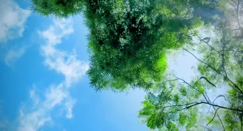 An upward angle moving forward under the line of large trees Stock Footage 321647066