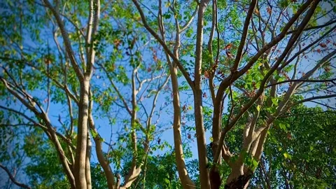 An upward angle moving forward under the line of large trees Stock Footage 329116298