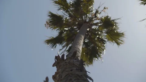 Upward angle of palm tree Stock Footage 115226893