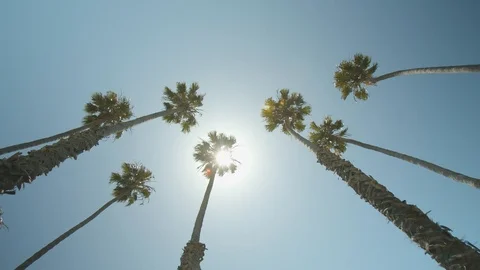 Upward angle Palm Trees Stock Footage 115223393
