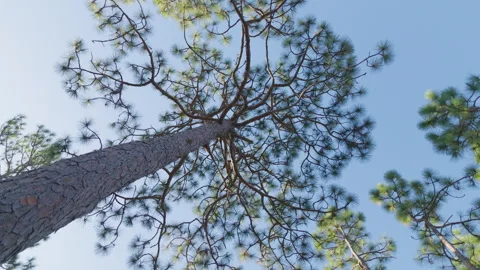 Upward angle rotating shot of a large long leaf pine tree with blue sky Stock Footage 346425876