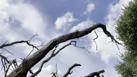 Upward angle, sky with trees and cloud moving, dead branches, environment Video stock 253436716