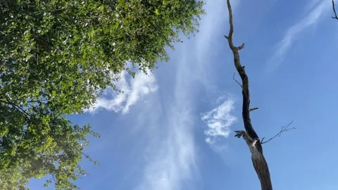 Upward angle, sky with trees and cloud moving, Video stock 253436722