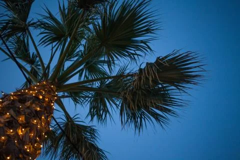 Upward Angle View of Palm Tree under Blue Sky. Cable Wire Hanging Low Beneath Stock Photos