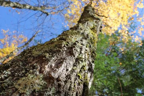 Upward Bark Foto stock