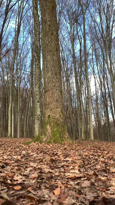 Upward Camera Move from Forest Floor to Sky Stock Footage 331514433