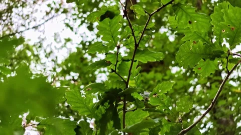 Upward Camera Movement Along Green Oak Leaves in a Forest Vidéo 348965133