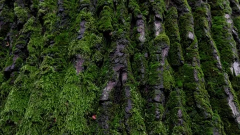 Upward camera movement along moss-covered tree trunk leading to autumn foliage Stock Footage 318394653