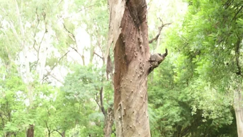 Upward Camera Movement Along Peeling Tree Bark Revealing Forest Canopy Stock Footage 341107891