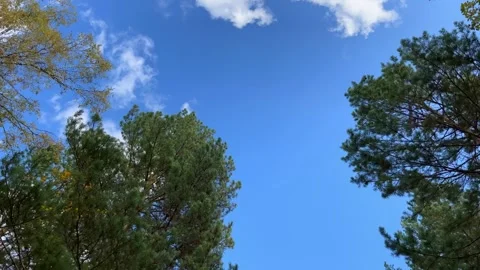 Upward Camera Movement Through Autumn Forest And Blue Sky Stock Footage 327864916