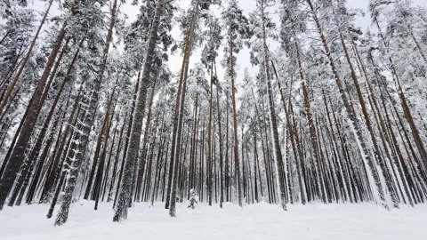 Upward Camera Movement Through Tall Snow Covered Pine Forest Stockbeeldmateriaal 300199616