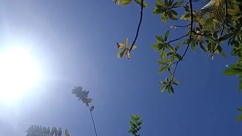 Upward camera pan of sky and silhouetted tree branches with sun flare. Stock Footage 313728316