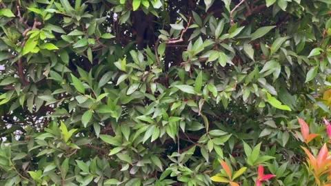 Upward camera panning footage of dense green leaves Vidéo 344127073