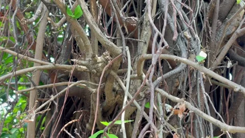 Upward camera panning footage of tangled tree branches, roots, and green leaves Vidéo 344127098
