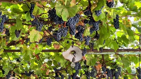 Upward Camera Reveal of Black Grapes and Autumn Vineyard Canopy Stock Footage 345871182