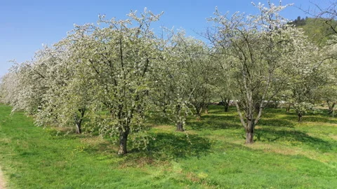 Upward drone flight over cherry trees with a final view of the Ortenberg Cast Stock Footage 137787341