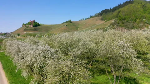 Upward drone flight over cherry trees with a view of the Ortenberg Castle Video stock 137799341