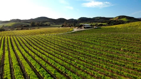 Upward drone flight over a vineyard and highway in Napa Valley, California Stock Footage 93421988