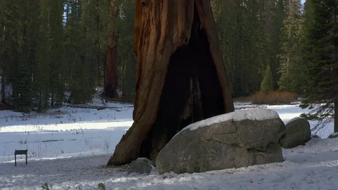 Upward drone flight parallel to the sequoia trunk, Sequoia Park, California, USA Stock Footage 117297373