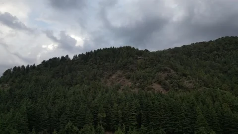 Upward Drone Shot Through Pine Trees Revealing Mountain Ranges Video stock 313382223