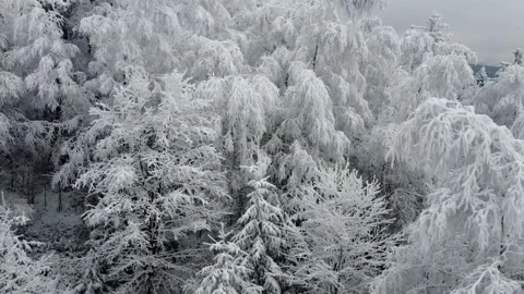 Upward flight from among the snow-covered forest. Video stock 146895975