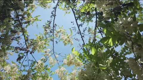 Upward flight to crown of blooming White Acacia or Black Locust (Robinia Stock Footage 340079580