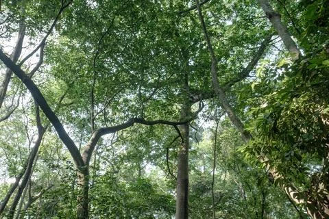 Upward Forest Canopy with Dramatic Arching Branches Stock Photos