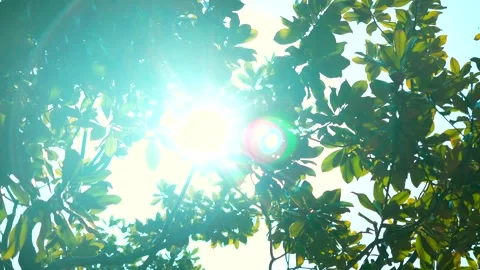 Upward Forest Canopy with Golden Sunlight Backlighting and Rays Vídeos de archivo 341877882