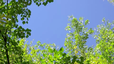 Upward forest canopy with sunlit green leaves gently stirred by breeze against c Stock Footage 345677559