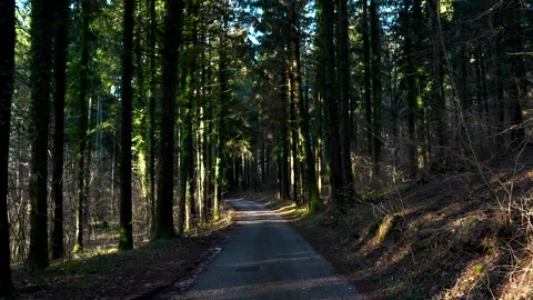 Upward Forest Canopy View Above Narrow Path Video stock 329421032
