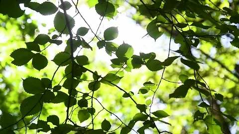 Upward glance to sun rays shines through forest trees Stock Footage 220031683