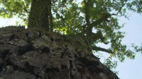 Upward Glide Along Tree Trunk Stock Footage 314777073