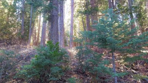 Upward look at light through trees, branches, and needles in forest. Stock Photos